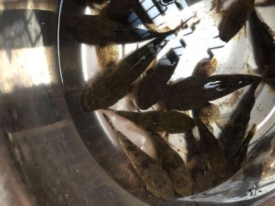 ​没想到以前河里可以随便捕食的“痴古呆子鱼”，现在一斤卖80块