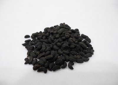 ​女贞子的功效与作用（增强非特异性免疫功能）