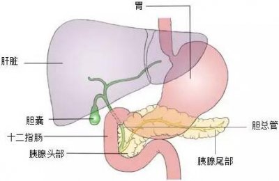 ​胆结石吃什么药（一定要注意 正规就医）