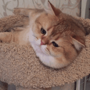 ​猫咪快速止泻方法 小猫拉稀能自愈吗