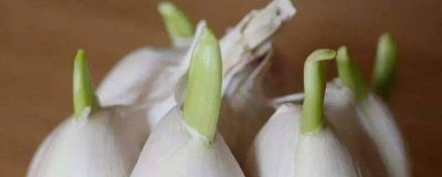 ​蒜头发芽能吃吗有毒吗[蒜头发芽能吃吗能吃吗]
