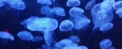 ​水母能吃吗是海蜇吗[水母能吃吗怎么吃法]