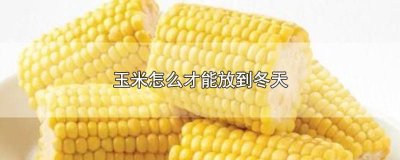 ​玉米怎样保鲜到冬天能吃 玉米怎么保存到冬天