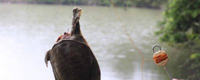 ​怎么钓甲鱼 怎么钓甲鱼的方法视频