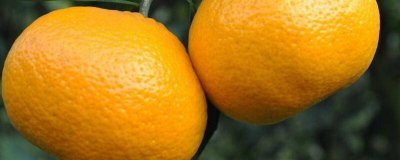 ​柚子上火还是降火 橙子上火还是降火