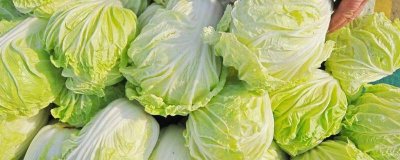 ​土豆能跟白菜一起吃吗 土豆能跟白菜一起吃吗宝宝