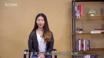 ​平安树的叶子干枯是怎么回事「平安树叶子干枯是什么原因」