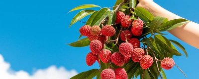 ​冻荔枝咋吃 冷冻的荔枝怎样吃