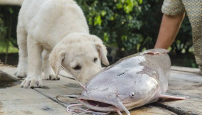 ​鳡鱼是二级保护鱼类 鳡鱼多少钱一斤