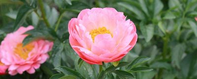 ​百合花的特点有哪些? 百合花其他的特点
