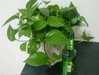 ​原浆啤酒几天过期？原浆啤酒多久会坏