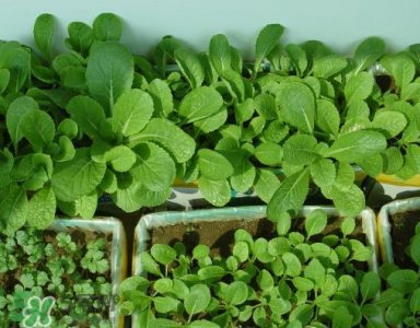 ​八月份可以种什么菜？八月份适合种植的蔬菜