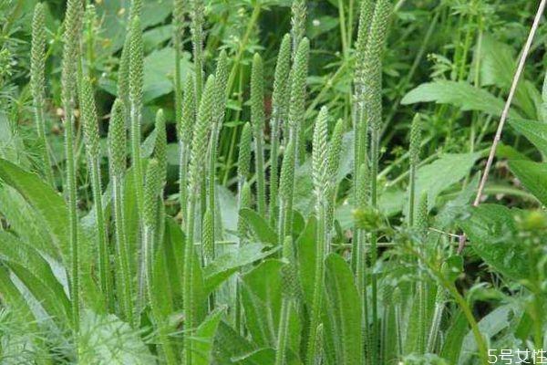 车前草是一种什么植物呢 车前草有什么作用呢