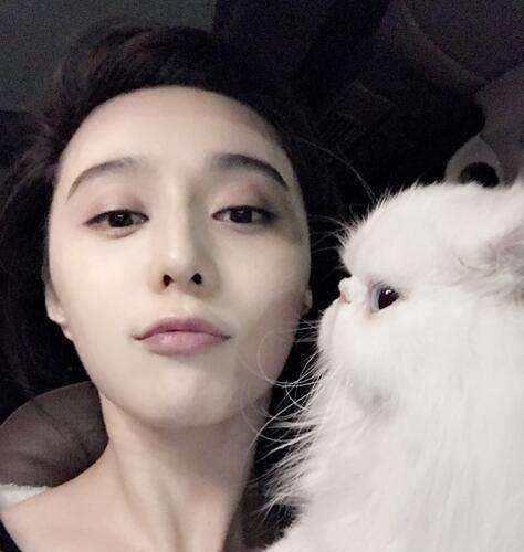 李晨和范冰冰一起养的猫，长的不是一般的可爱