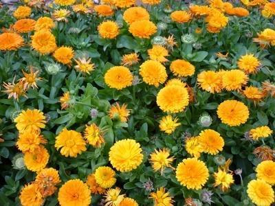 6种农村常见野花野草，能叫上4种名字的是80后，第6种很名贵
