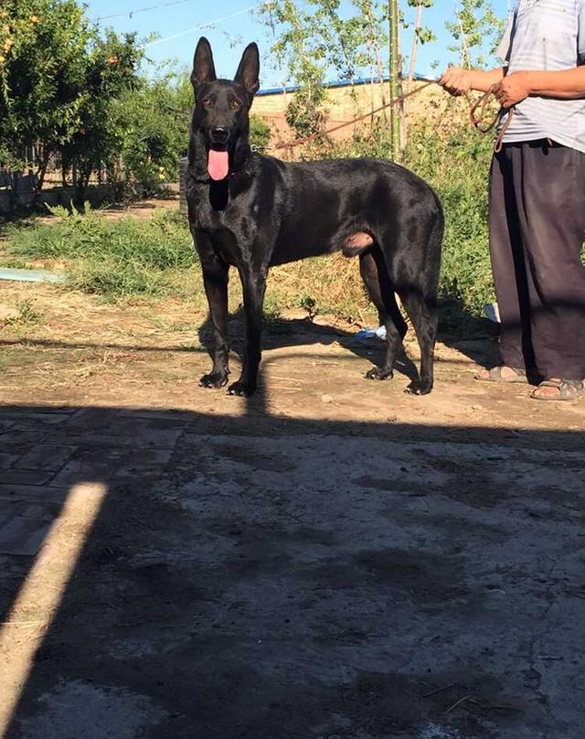 一只来自于北方的黑色狼犬，身形酷似狼青，看家护院的好帮手