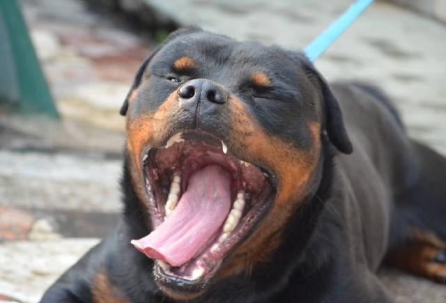 世界名犬——罗威纳犬（Rottweiler）