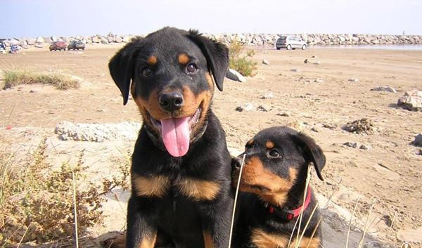世界名犬——罗威纳犬（Rottweiler）