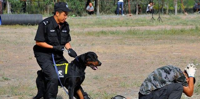 世界名犬——罗威纳犬（Rottweiler）