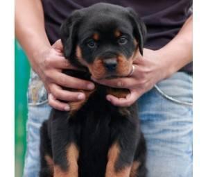 世界名犬——罗威纳犬（Rottweiler）