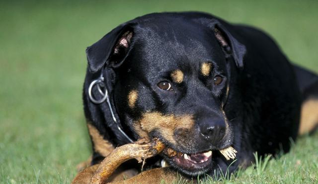 世界名犬——罗威纳犬（Rottweiler）