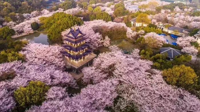 苏州这10片“樱花海”，再不去就来不及了！