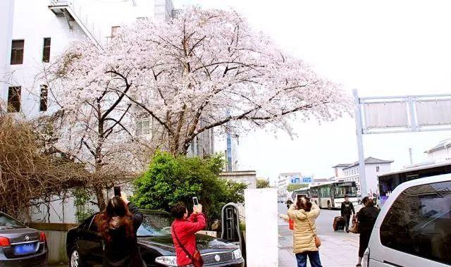 苏州这10片“樱花海”，再不去就来不及了！