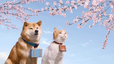 苏州这10片“樱花海”，再不去就来不及了！