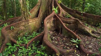 ​板状根、绞杀榕、 空中花园、老茎生花等常见的热带雨林景观汇总
