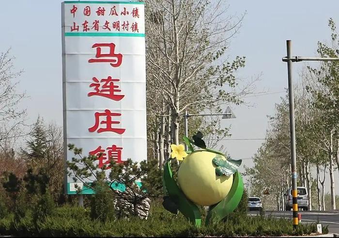 揭秘！真正的马连庄甜瓜到底啥样？4月24日蓝睛看直播，来吃瓜！