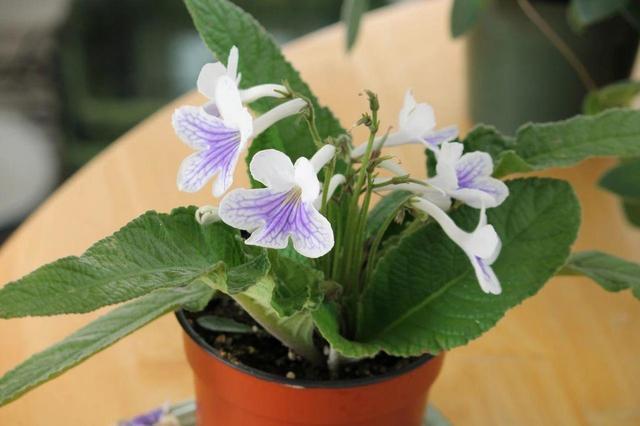 新手养花，不如养盆花中精品“四季樱草”，花团锦簇，芳香迷人