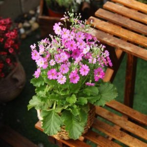 ​新手养花，不如养盆花中精品“四季樱草”，花团锦簇，芳香迷人