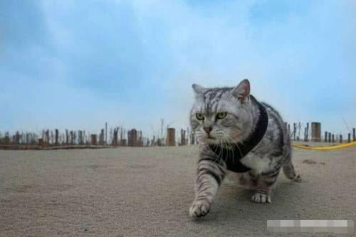 “社会”猫网络走红，霸气侧漏，网友：确认过眼神，是不敢惹的猫