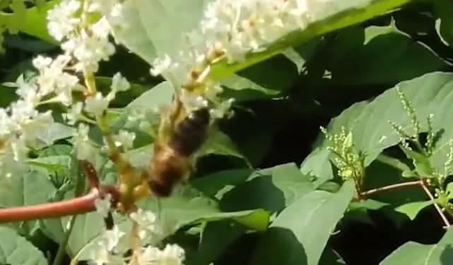 一种野草人称“活血龙”，农村小孩当零食吃，殊不知珍贵价值很高