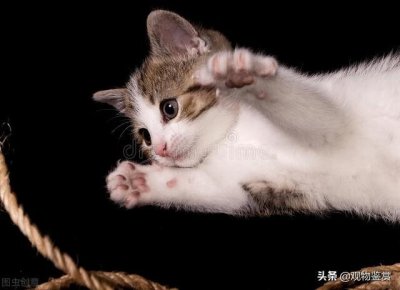 ​猫抓老鼠是天性，小花猫在哪里捉老鼠，小花猫靠什么抓老鼠？