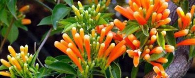 ​炮仗花的养殖方法