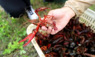 ​一个养虾人的血泪史：我是如何放弃体面工作，3年把积蓄赔个精光