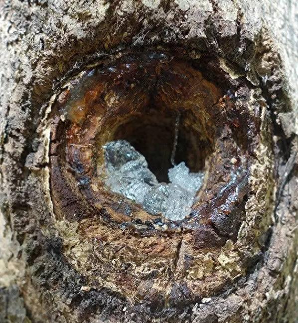 野外树上所结的这种透明液体，是印度贵族的高价补品