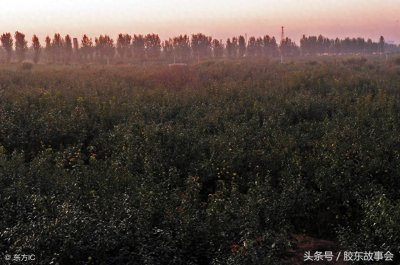 ​莱阳梨收获在即，7张图片带你重温往年的丰收场景