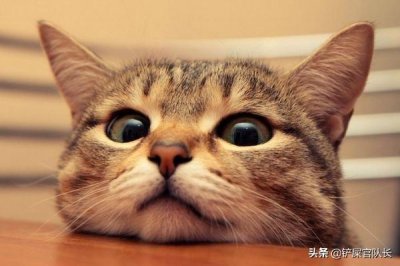 ​猫咪为什么会一直叫个不停？该怎么办？