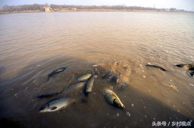 黄河鲤，中国的四大名鱼之一，自古就有“岂其食鱼，必河之鲤”