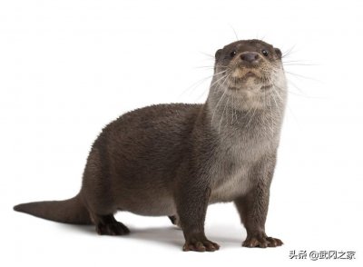 ​野生动物之水獭