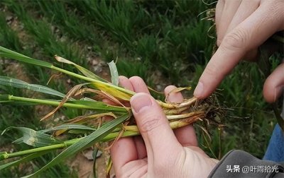 ​小麦纹枯病的症状及防治
