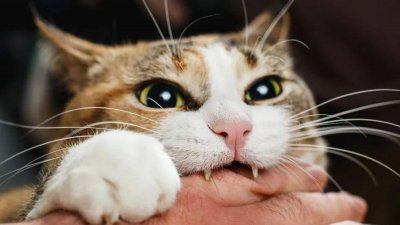 ​警惕！猫咪有了这几种表现，可能是“狂犬病”的征兆