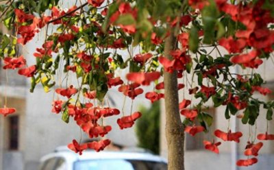 ​6种“吉祥树”，适合家里养，富贵大气上档次，好养寓意好