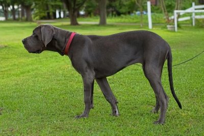 ​世界上最大的25种犬种②