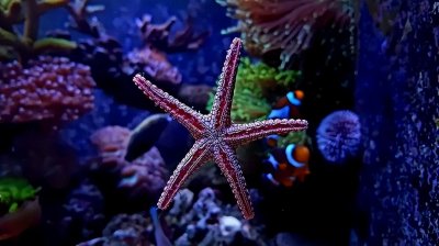 ​10种适合水族箱使用的咸水海星（附图）