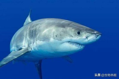 ​巨齿鲨若活到现在，它们能否竞争的过现在的“海洋霸主”虎鲸