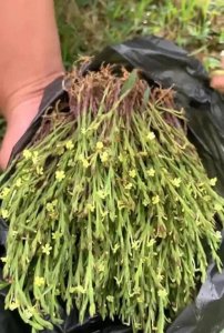 ​濒危珍药独脚金：广西神秘植物的生存挑战与保护呼声