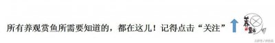 ​蛇王孔雀鱼，致敬这个最经典的基础孔雀鱼品种